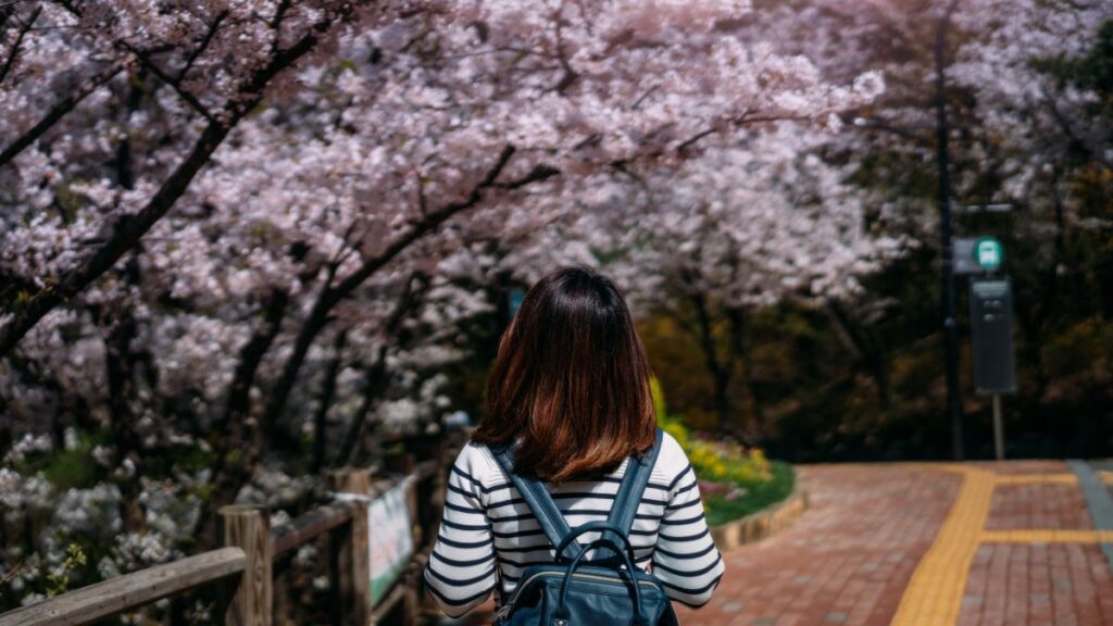 Cherry blossoms attract so many people to Japan, making it one of the most popular travel destinations in 2023
