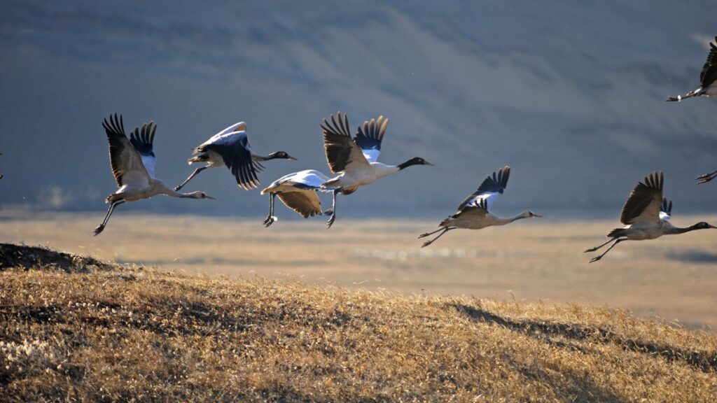 The arrival of the Black-necked cranes flying over Phobjikha valley is a deeply stirring sight