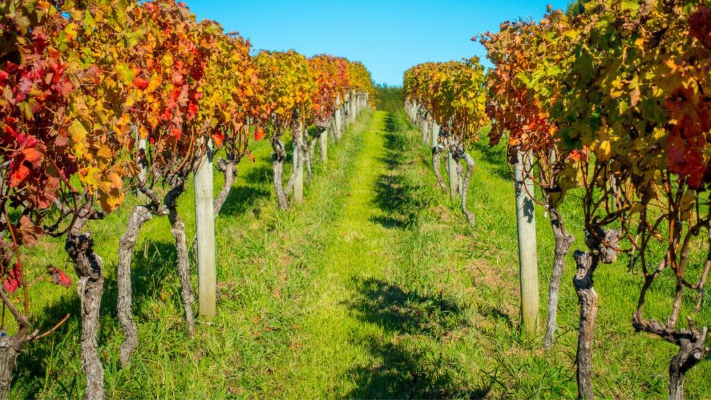 Try New Zealand's amazing local wines and see why Asian travellers voted it one of the most popular travel destinations in 2023