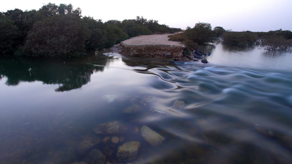 Visiting the Al Thakira Mangroves is one of the best things to do in Doha