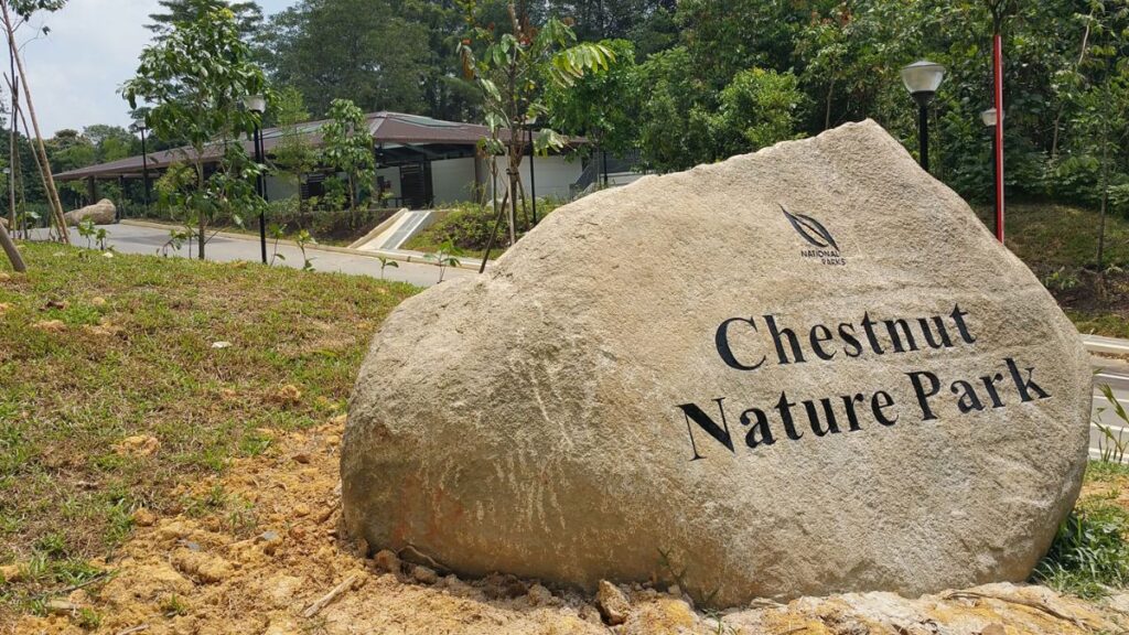 Chestnut Nature Park is one of the best Singapore nature trails for birdwatching