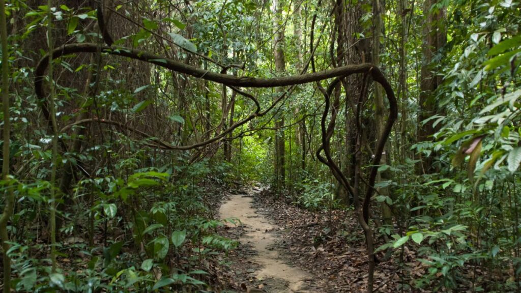 One of the largest hiking trails in Singapore is The Bukit Timah Nature Reserve