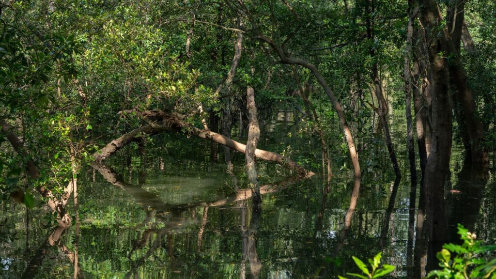 Sungei Buloh Wetland Reserve is one of the most diverse Singapore nature trails in the country