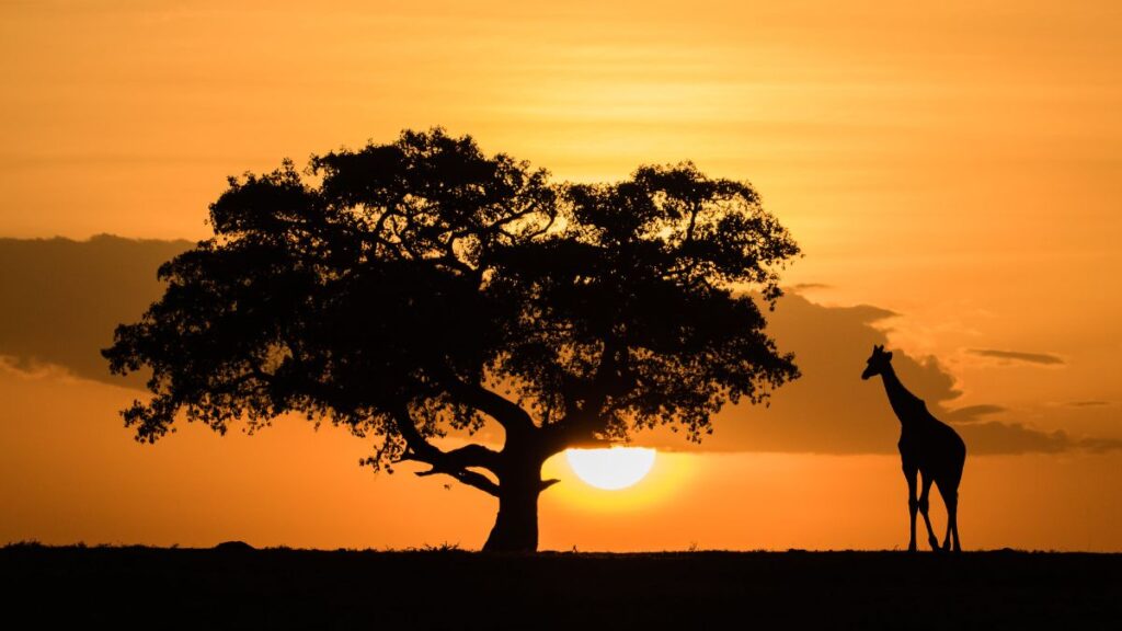 On safari in the Serengeti. Make sure you see the sunset