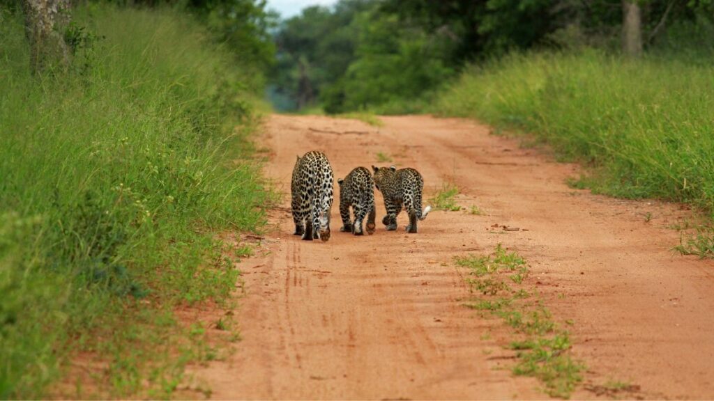 Kruger National Park should be a part of your South Africa road trip