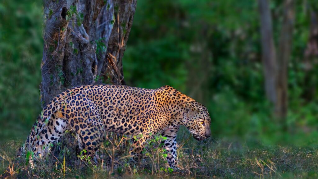 Peak Ridge Forest Corridor is home to leopards, which are a big part of Sri Lanka's natural beauty