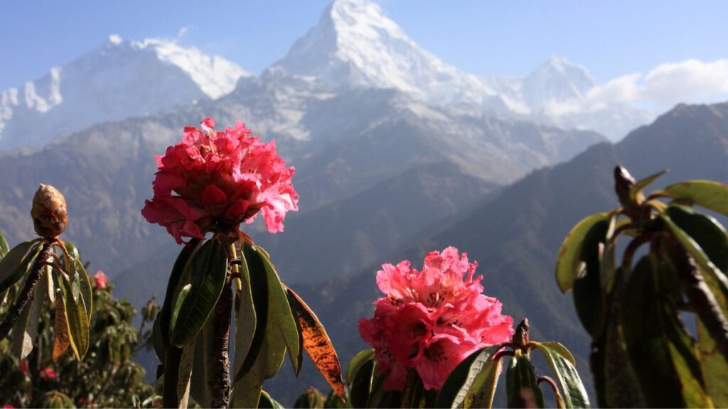 Beautiful flora is common when you visit Nepal