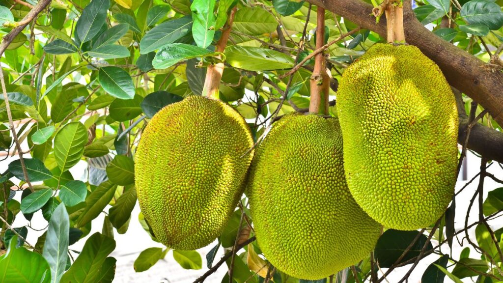 Jackfruit or polos curry is a popular Sri Lankan food