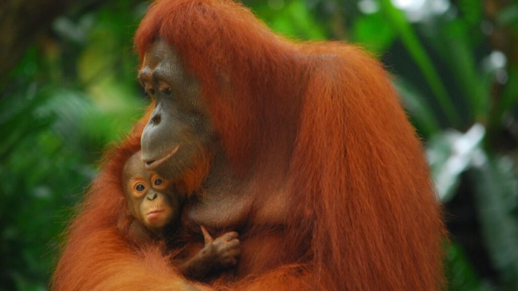 The Singapore zoo is a great way to spend an afternoon