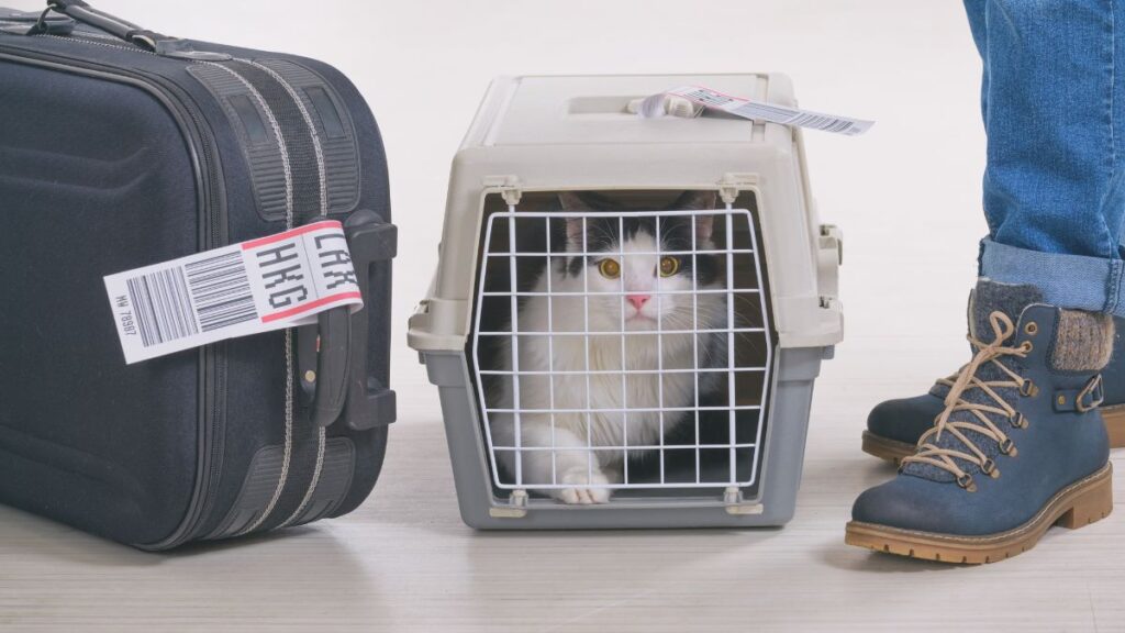 Be sure to have everything ready in advance when flying with your pet