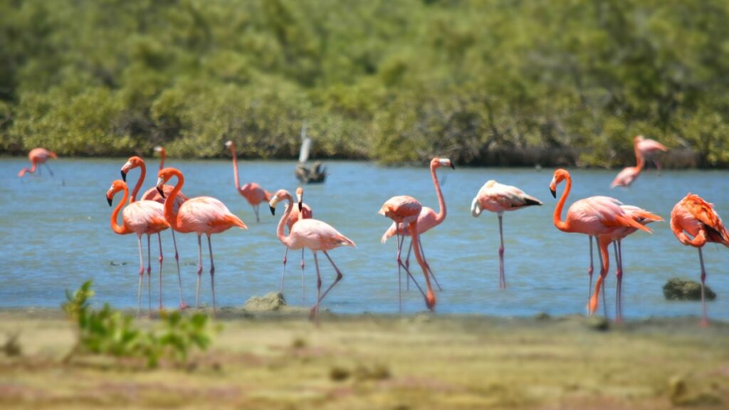 Pekelmeer on Bonaire Island has an amazing Flamingo Sanctuary
