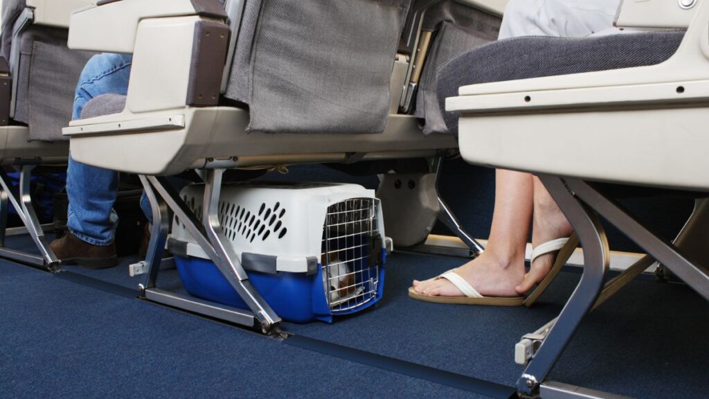 Certain airlines have policies supportive for those flying with pets