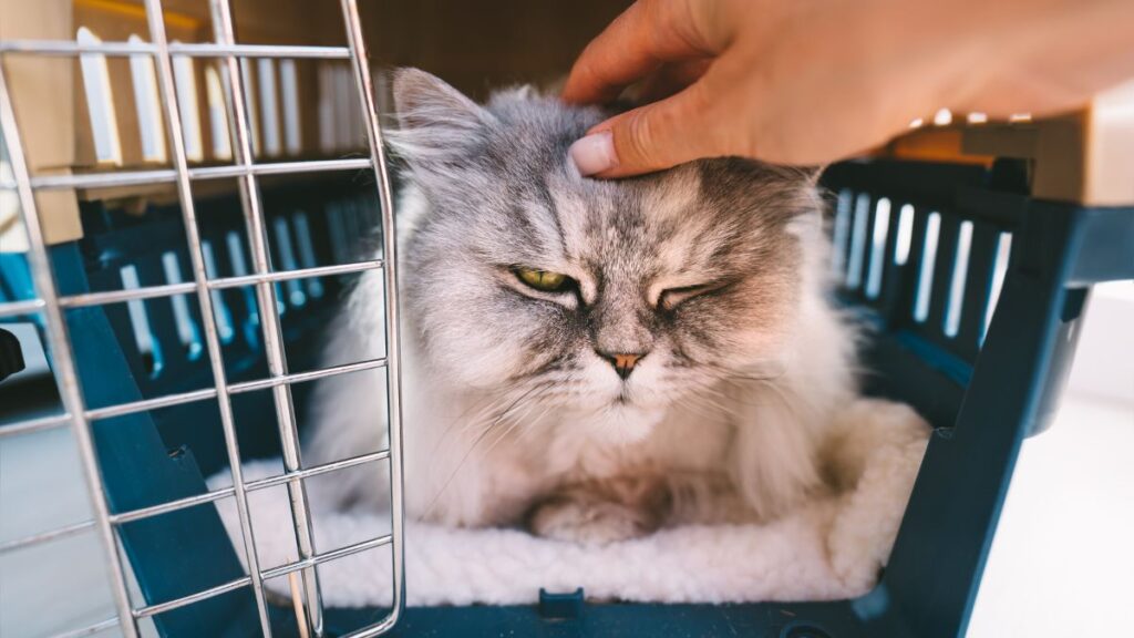 Make sure you to choose the right carrier when flying with pets