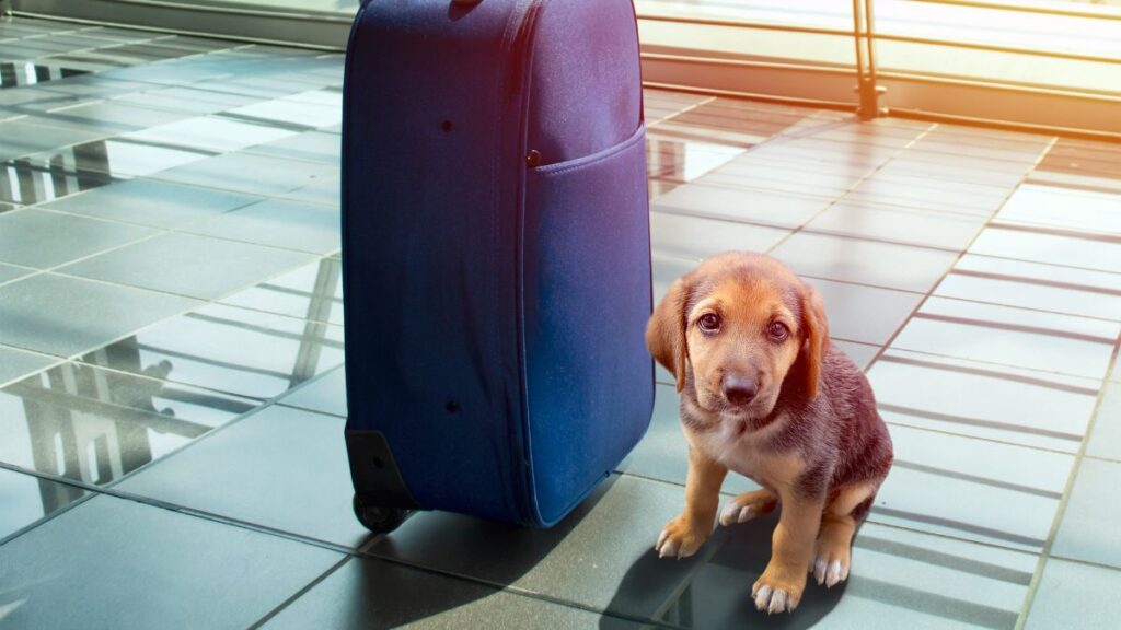 When deciding how to prepare for a flight with pets, make sure you do your research