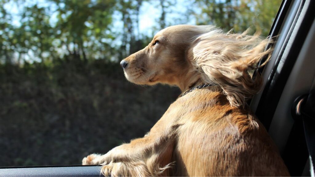 Allow them to adjust to the new environment according to our dog travel tips