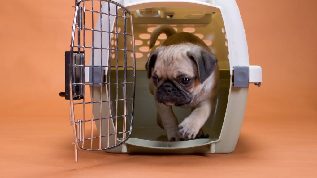 Some of the best dog travel tips include keeping them comfortable