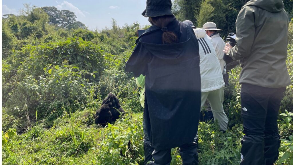 Mountain gorilla trekking is a unique experience