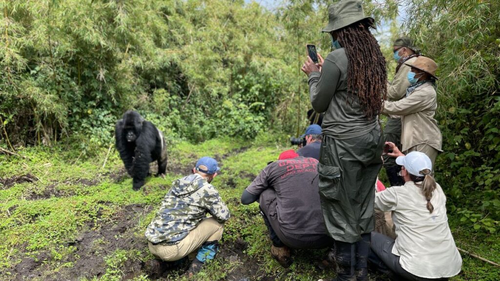 Though mountain gorilla trekking can be strenuous it isn't too hard on your body