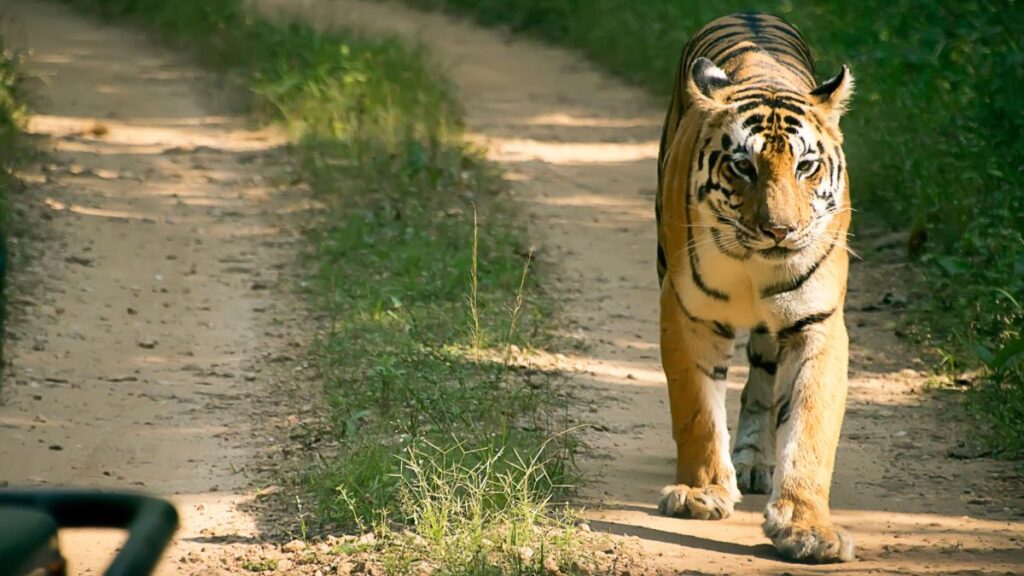 Kanha National Park in Madhya Pradesh is a must visit for tourists