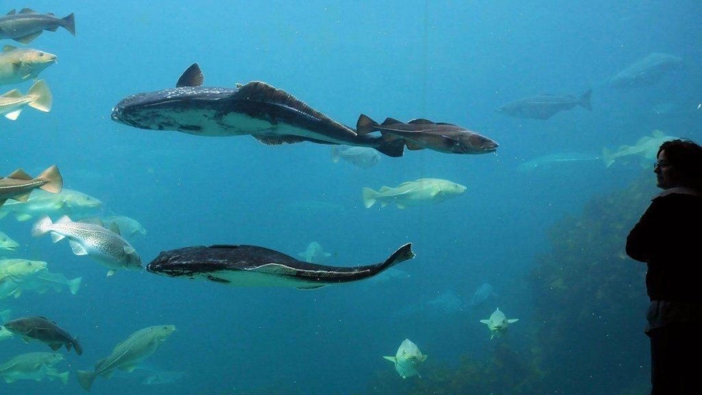 Best aquarium in the world, Altantic Sea Park, Norway