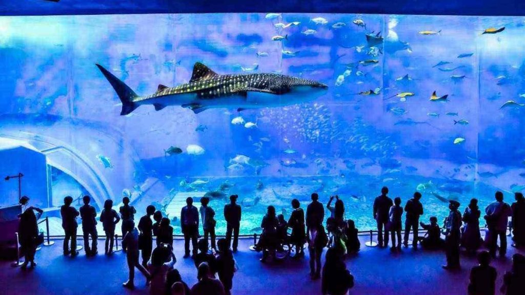 Biggest aquarium in the world, Okinawa Churaumi Aquarium, Japan