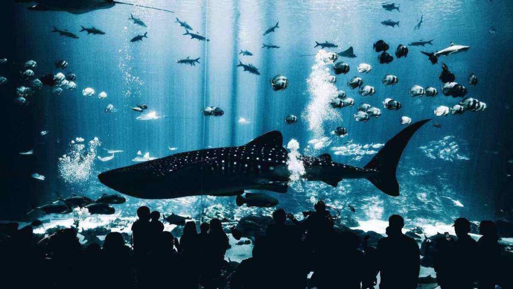 Largest aquarium in the world, Georgia Aquarium, USA