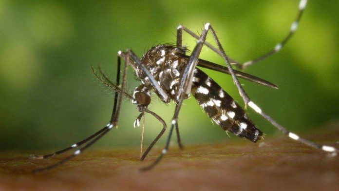 Mosquito repellent, best natural repellents