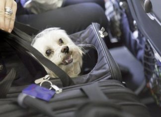 Best pet friendly airlines Pet friendly airlines