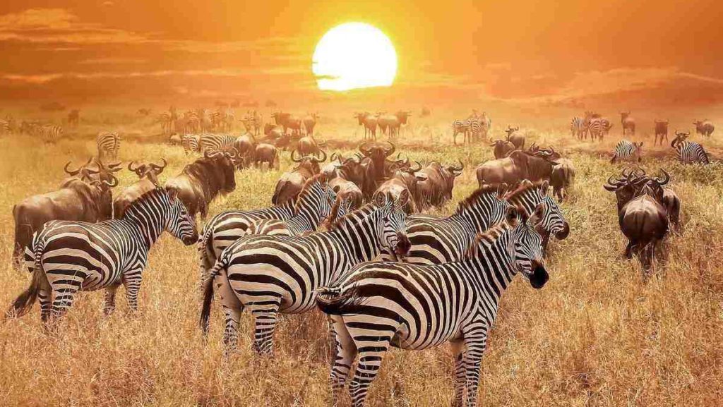 Places to see before you die, Serengeti National Park