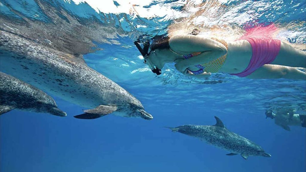 Swim with dolphins, Bimini, Bahamas