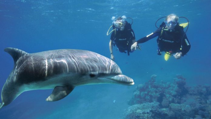 Best places in the world to swim with dolphins