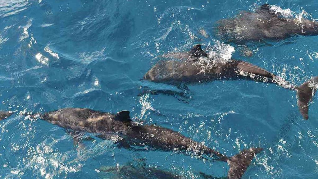 Swimming with dolphins, Fernando De Noronha, Brazil