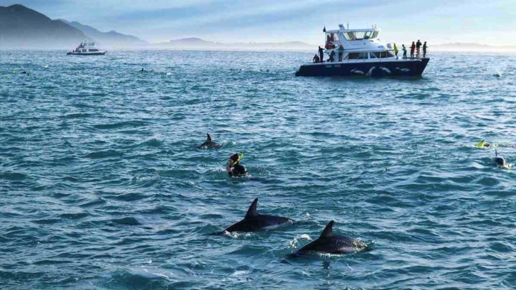 Swimming with dolphins, Kaikoura, New Zealand