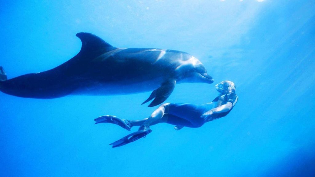 Swimming with dolphins, Oahu, Hawaii