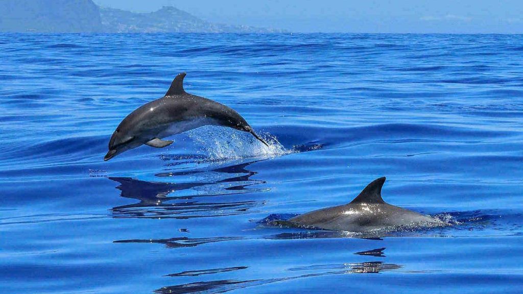 Swimming with dolphins, Raja Ampat, Indonesia