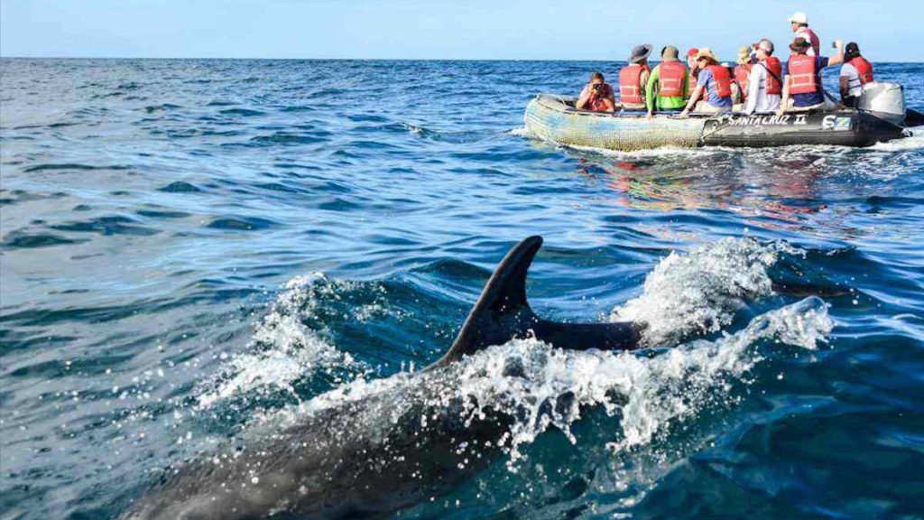 Swimming with dolphins, Galapagos Islands