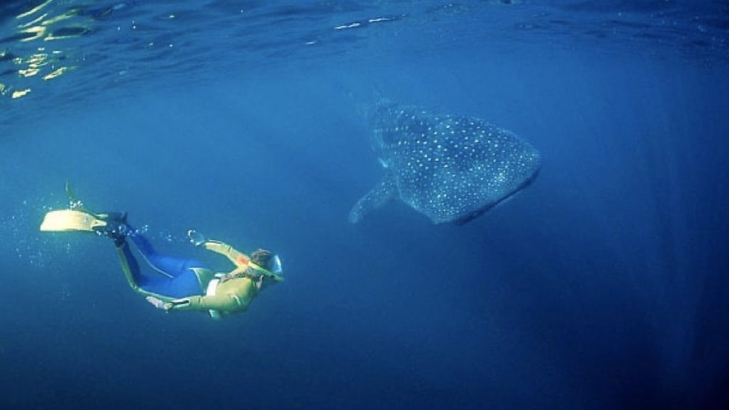Swimming with whale sharks, Bay of Ghoubbet, Djibouti