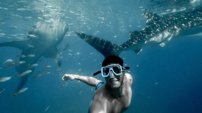 Swimming with whale sharks, best places in the world