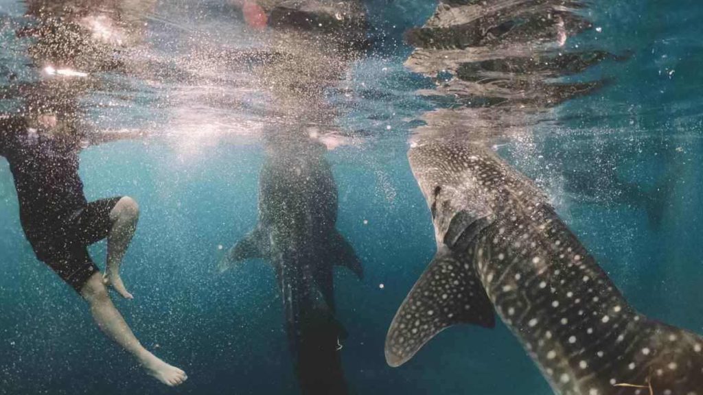 Swimming with whale sharks, Donsol Bay, Philippines