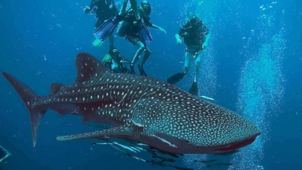 Swimming with whale sharks, Ko Tao, Thailand