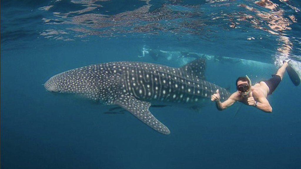 Swimming with whale sharks, Ningaloo Reef, Australia