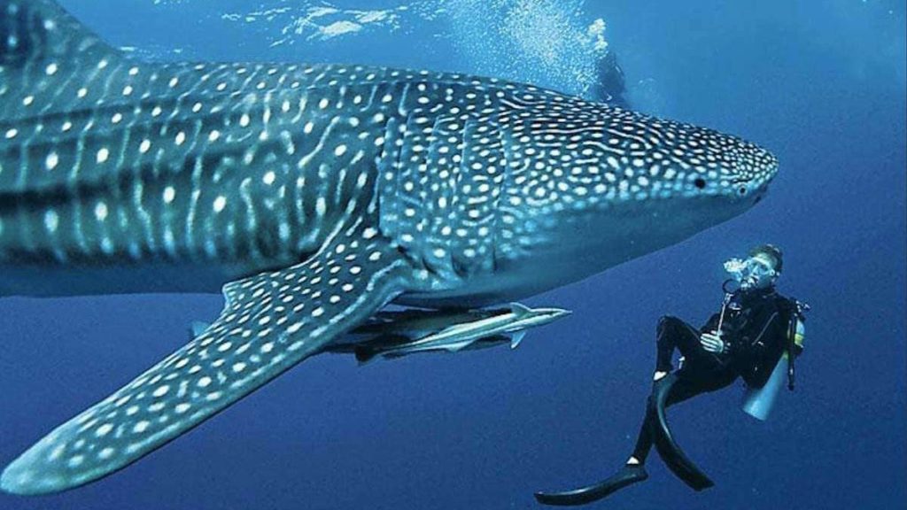 Swimming with whale sharks, South Ari Atoll, Maldives
