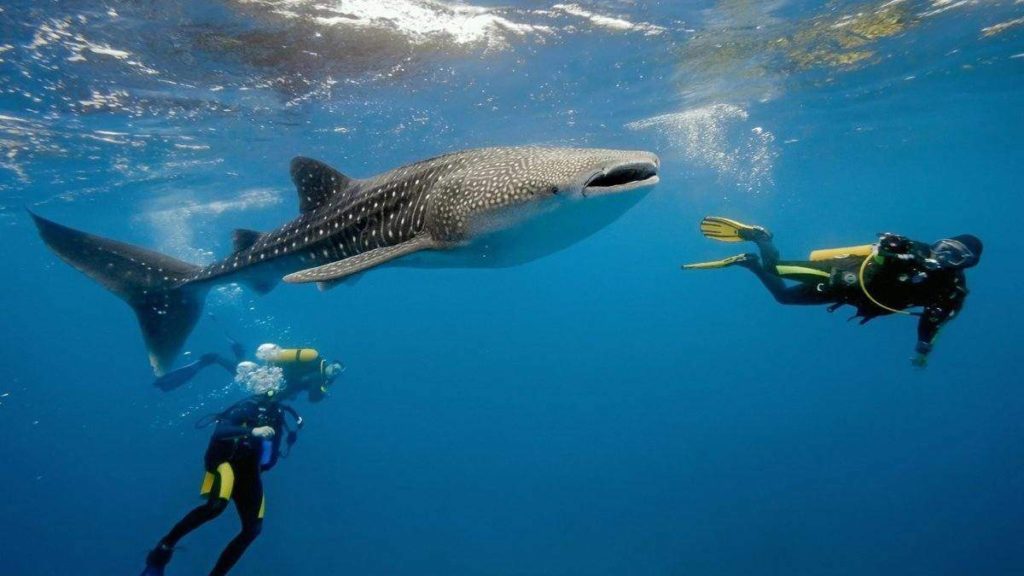 Swimming with whale sharks, Tofo Beach, Mozambique