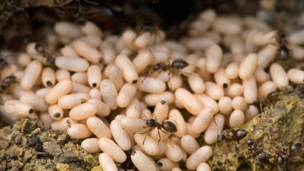 Weird food, white ant eggs soup, Laos