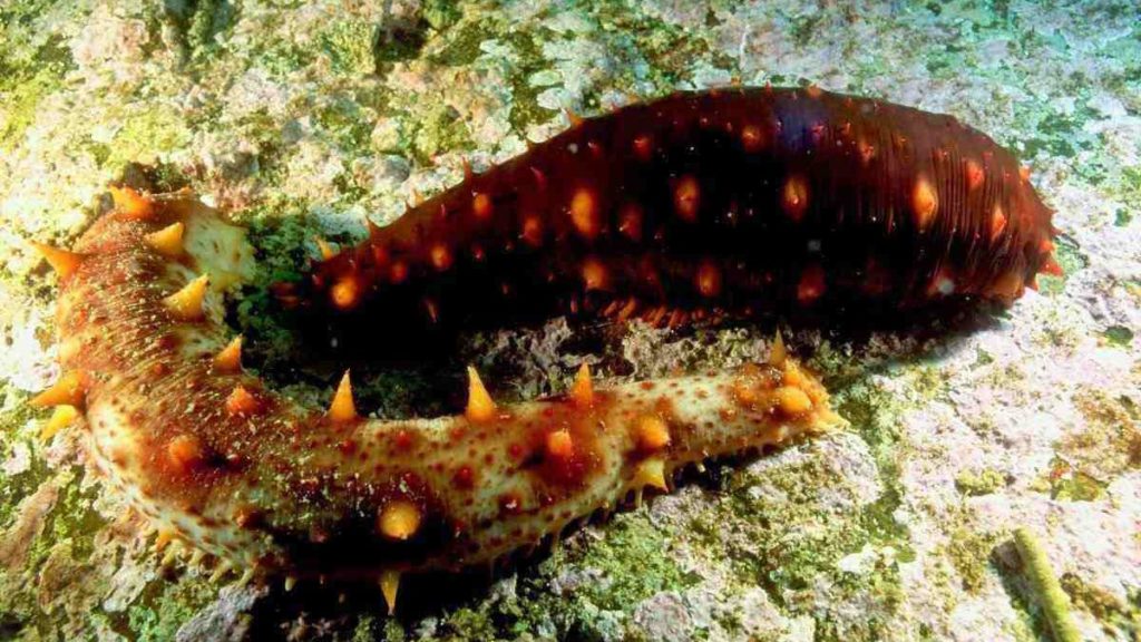 Weird food, sea cucumber, Alaska