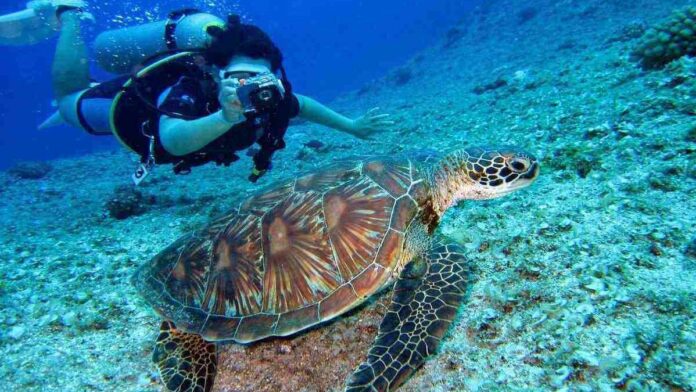 Woman diving and photographing a turtle on the ocean floor