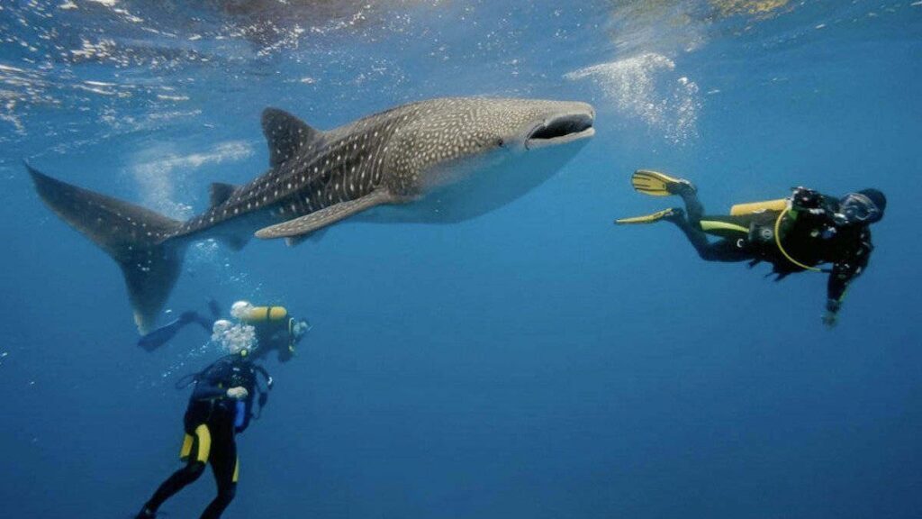 Scuba divers surrounding a big whale shark right under the surface
