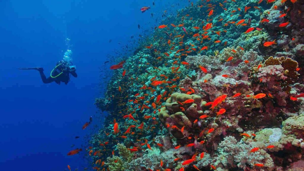 Diver taking photos of a coral wall covered with marine life