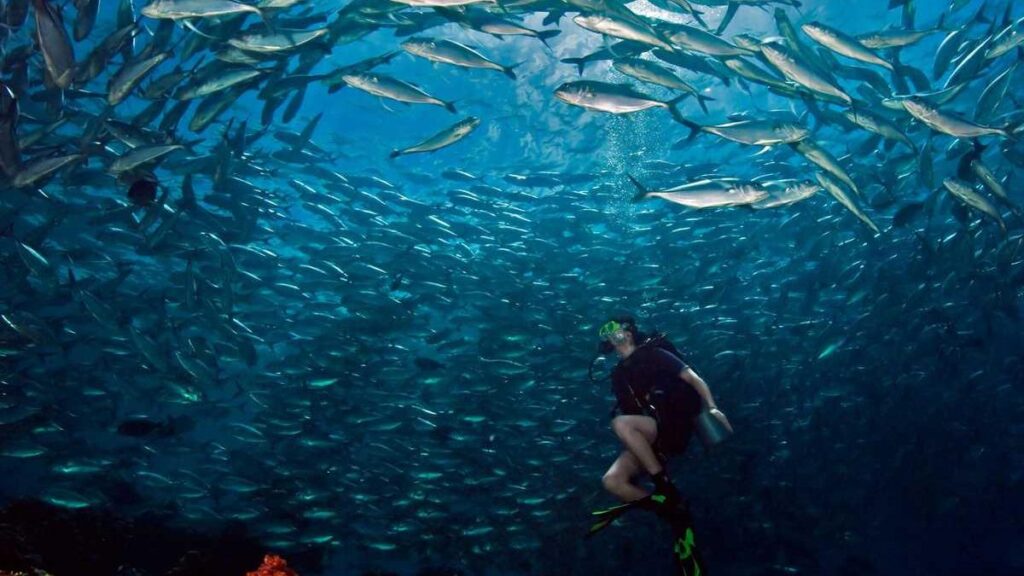Scuba diver surrounded by a big school of fish