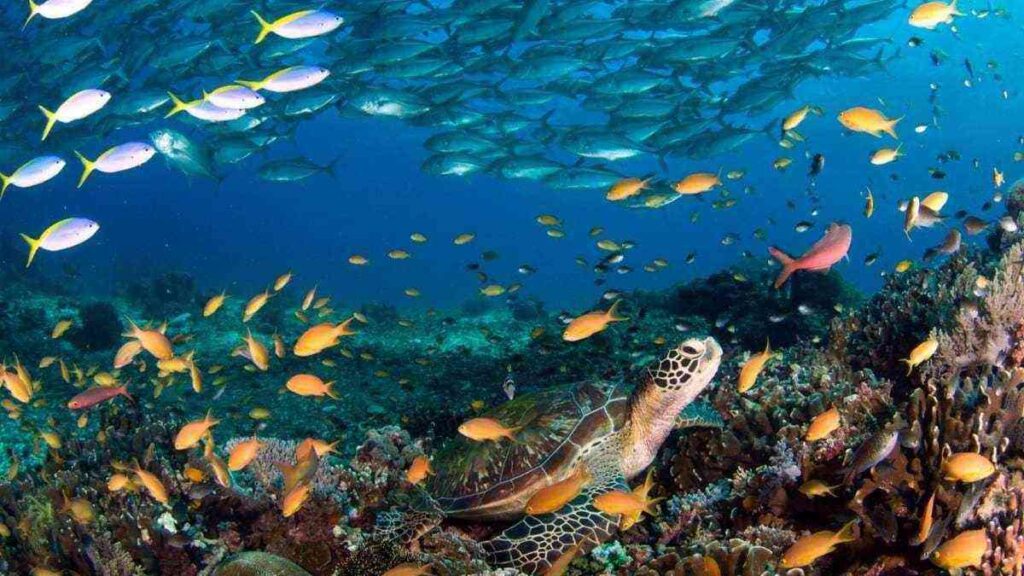 A turtle and multiple schools of fish in the ocean